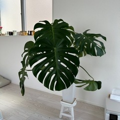 観葉植物　モンテスラ