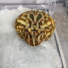 クランウェルツノガエル