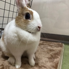 うさぎ　1歳半