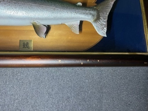 幻の魚　イトウ剥製　魚剥製