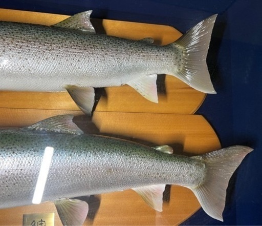 幻の魚　イトウ剥製　魚剥製