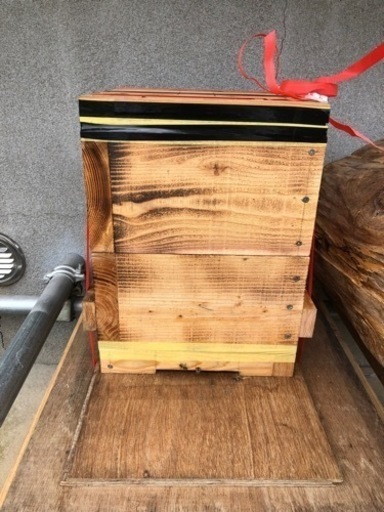 日本ミツバチ分蜂群