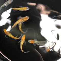 決まりました　メダカ【ヒミツヘイキ】② 未選別 道三メダカ様血統