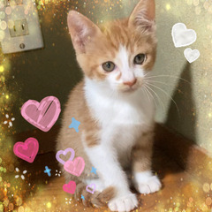 生後2ヶ月くらい　可愛いチャトラの男の子です！　里親さん募集中です🐱 - 津市