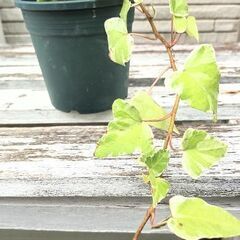【観葉植物】アイビー（ヘデラ）🌱