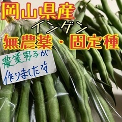 岡山県産 インゲン 800g 