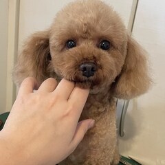 新しいご家族が決まりました。ありがとうございました😌🐾