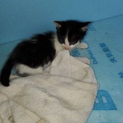 【終了致しました】子猫の里親さん募集中　生後6週目　三匹