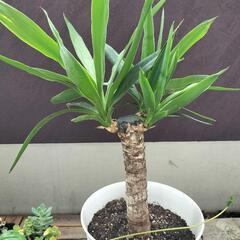観葉植物　ユッカ