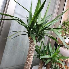 ユッカ　観葉植物