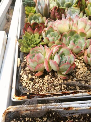1苗限定☆抜き苗☆韓国苗　エケベリア　ストロベリーアイス　双頭　多肉植物