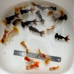 水泡眼 (金魚)の画像