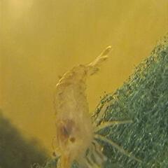 《弁天町駅近く》ミナミヌマエビ10匹200円！その他色々持参します！