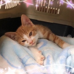 生後2ヶ月くらい　可愛いチャトラの男の子です！　里親さん募集中です🐱 - 猫