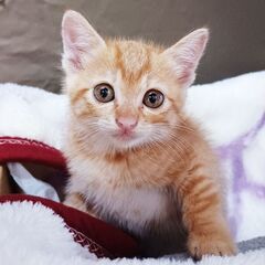 【里親募集】子猫 茶トラ メス 生後4週間 【千葉県】 人懐っこ...