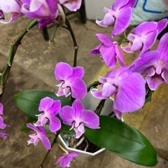 ミニ胡蝶蘭ピンク　