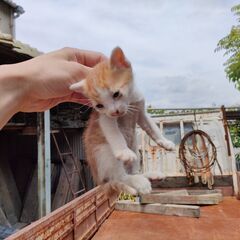 茶ハチ　性別不明　1ヶ月くらい