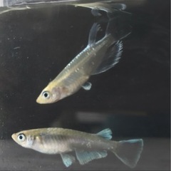 色物マリアージュロングフィンメダカ　若魚