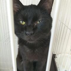 急募🆘 黒猫の甘えん坊BOY 「弥勒」里親募集 4.13更新 - 函館市