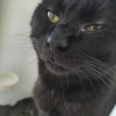 急募🆘 黒猫の甘えん坊BOY 「弥勒」里親募集 4.13更新の画像