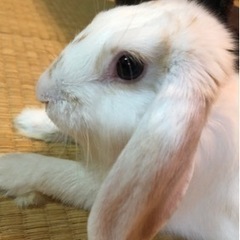 うさぎ（ロップイヤー）可愛いがってくれる方