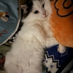 里親募集