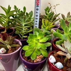 多肉植物バラ売り(鉢付き)350円均一の画像