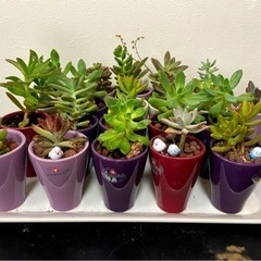多肉植物バラ売り(鉢付き)350円均一