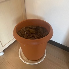 受渡し決定済 プラスチック 鉢 土入り
