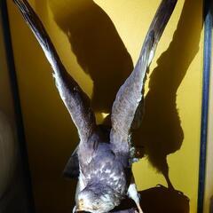 サシバタカ　はく製　宇都宮　引き取りの画像
