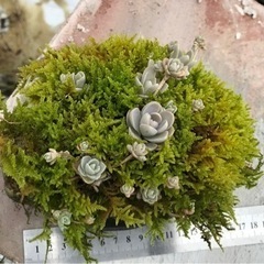 軽石に苔と多肉植物