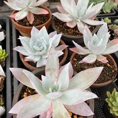 多肉植物　珍しい品種　カンテ　ブルーライト　アフターグロー　大きい株