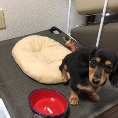 里親募集(新しい家族検討中、一旦〆切です)