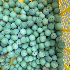 大きい梅　あげます