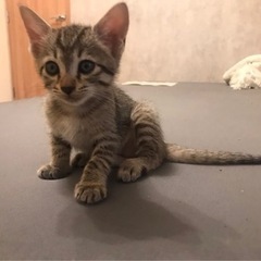 ママ猫と子猫5匹里親募集します(=^x^=) - 沖縄市