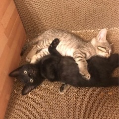 ママ猫と子猫5匹里親募集します(=^x^=) - 猫