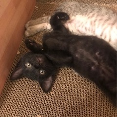 ママ猫と子猫5匹里親募集します(=^x^=) − 沖縄県