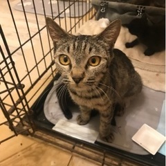 ママ猫と子猫5匹里親募集します(=^x^=) - 里親募集