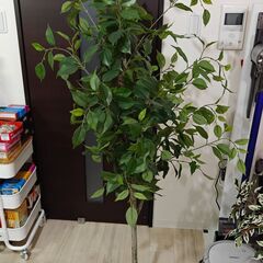 フェイクグリーン(フィカス 160cm)