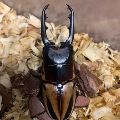 ファブリースノコギリクワガタ　亜種タカクワイ　オス単