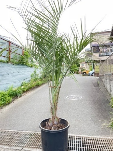 ココスヤシ
