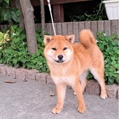 飼い主さんが高齢により飼育困難になった模様です、体調を崩された為です