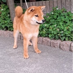 飼い主さんが高齢により飼育困難になった模様です、体調を崩された為です - 福山市