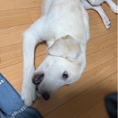 愛犬です。