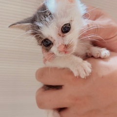 生後2カ月かわいい子猫 - 里親募集
