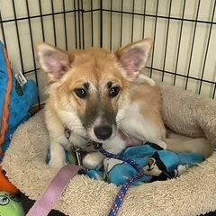 うるま市安慶名付近で犬が逃げています。