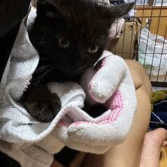 生後２か月位のなつっこい男の子 − 広島県