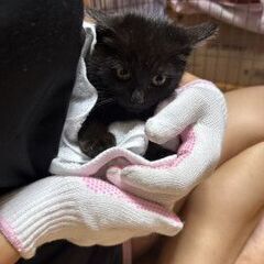 生後２か月位のなつっこい男の子 - 猫