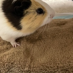 モルモット