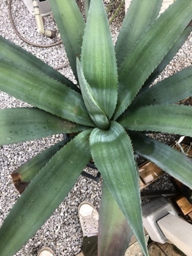 アガベ　アメリカーナ　大株